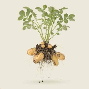 En potatisplanta med jordiga potatisar